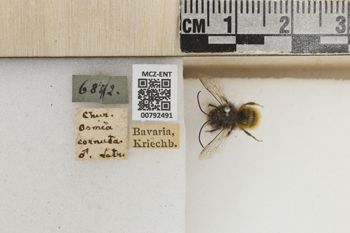 Media type: image;   Entomology 792491 Aspect: Labels